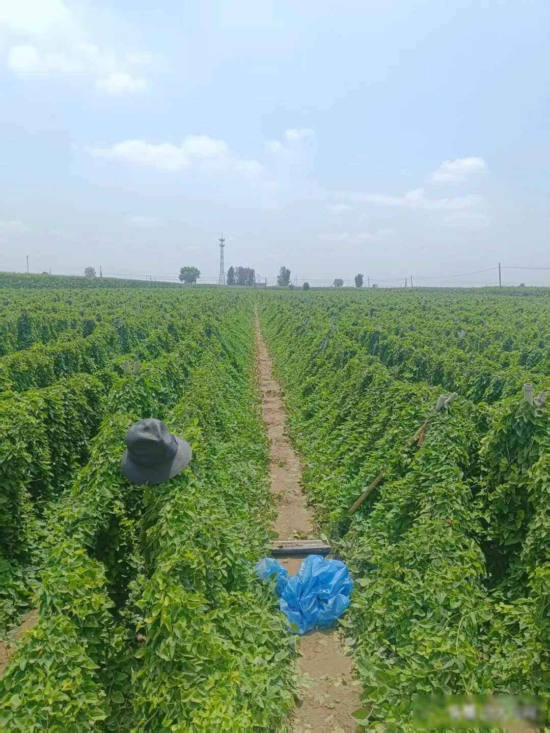 地埋电力管安全警示:兄弟触电悲剧揭露隐藏杀机 地埋电力管安全警示:兄弟触电悲剧揭露隐藏杀机
